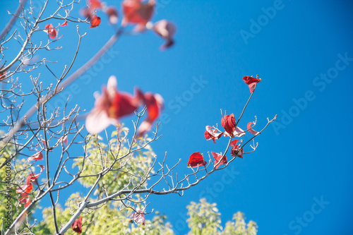 Autumn Red Leaf in Blue sky selective focus