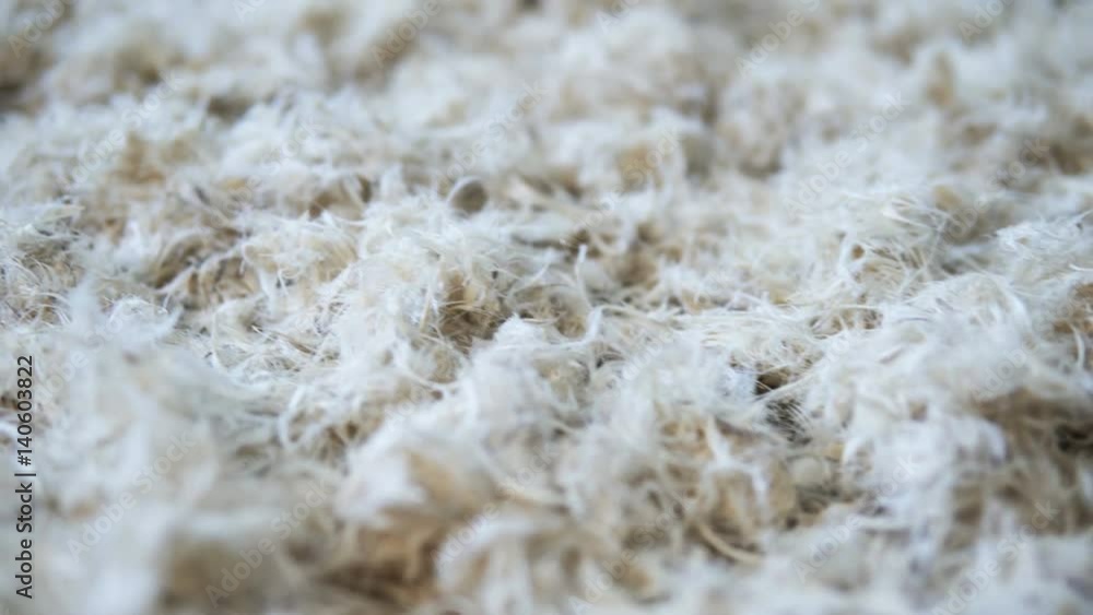 Horizontal camera slide over lots of white soft feathers
Horizontal camera slide over lots of white soft feathers