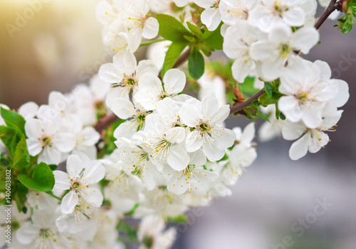 Apricot tree flowers, seasonal floral nature background photo