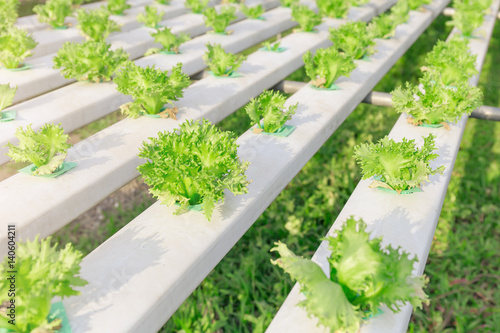 Hydroponics green vegetable farm