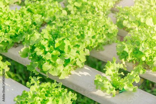 Hydroponic vegetables growing.