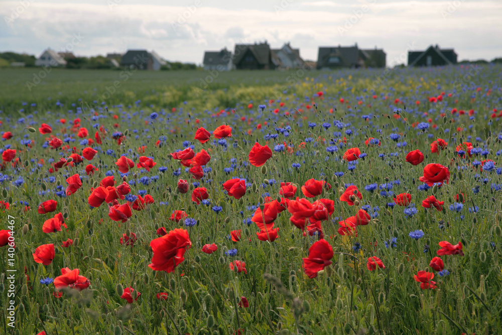 Obraz premium Mohn und Kornblumenfeld