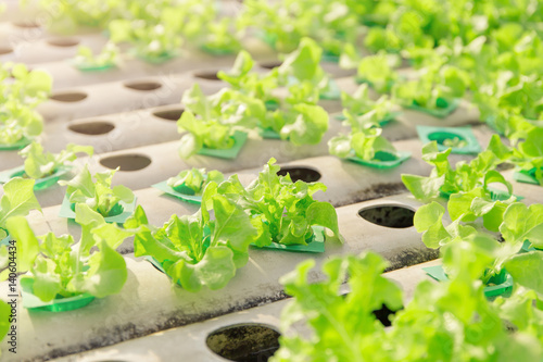 Hydroponic vegetables growing.