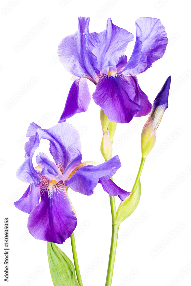 Iris flower_7