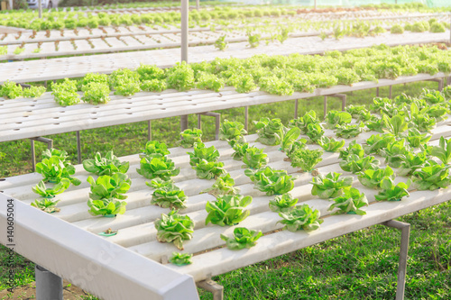 Hydroponics green vegetable farm