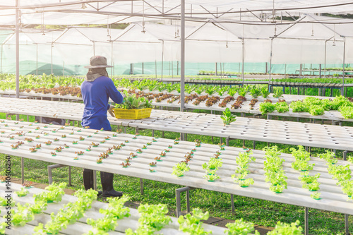 Hydroponics green vegetable farm