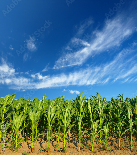 Cornfield with Clouds on Bright Summer Day