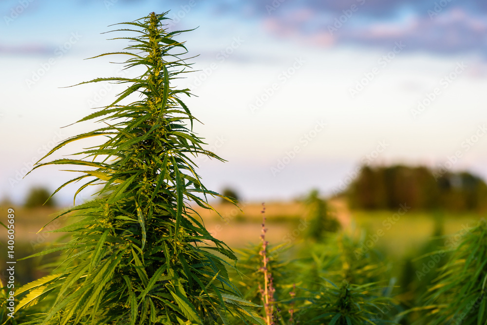 Marijuana plant on field