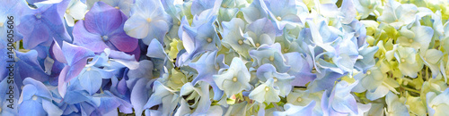 Beautiful Hydrangea Flower banner or Background.