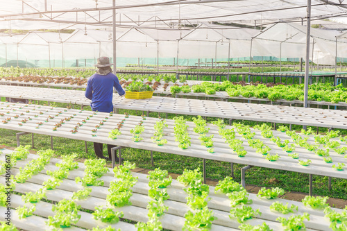 Hydroponics green vegetable farm