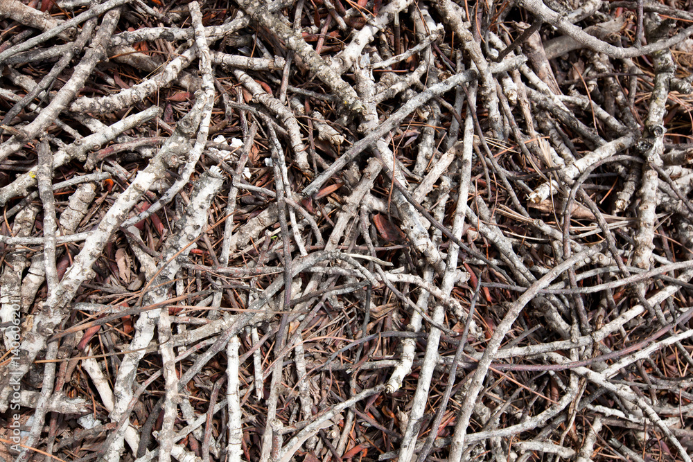 Close-up view of dead branches and sticks Close-up view of dead branches and sticks