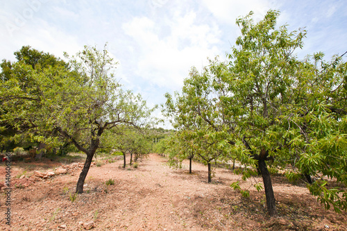 Rows of almond trees in almond grove  Valencia Region  Spain