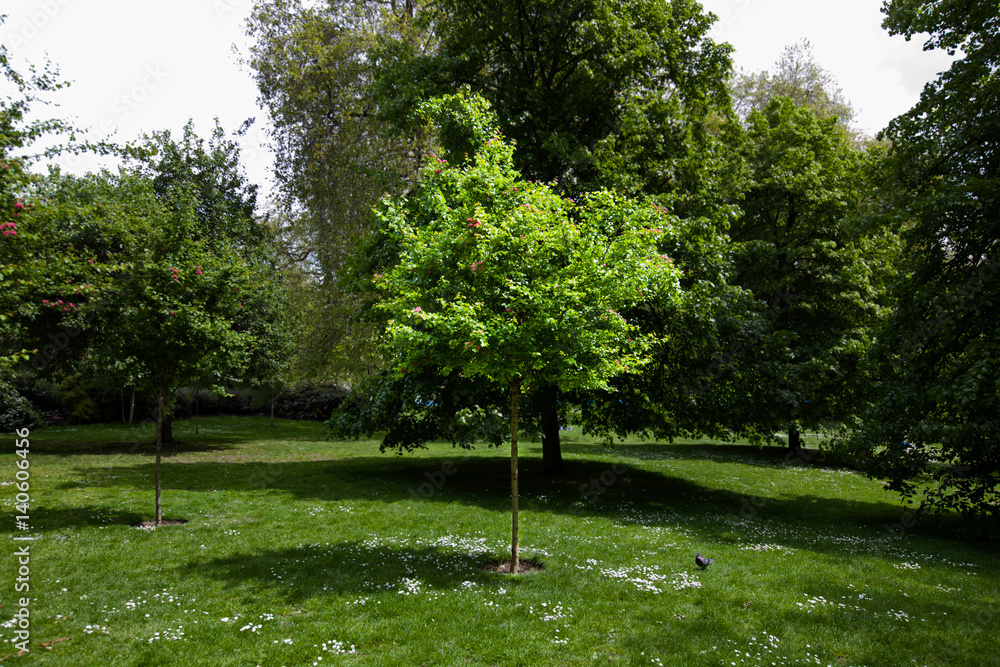 Obraz premium Small tree in the park spot lit by sun