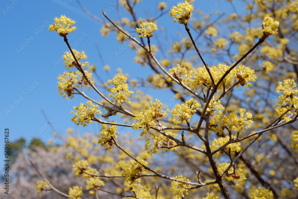 Flowering cornus officinalis (Japanese cornel) Flowering cornus officinalis (Japanese cornel)
