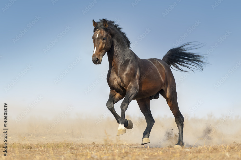 Bay horse run gallop in dust against blue sky