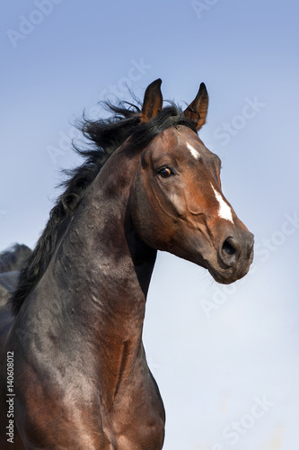 Fototapeta Naklejka Na Ścianę i Meble -  Bay horse portrait in motion against beautiful sky