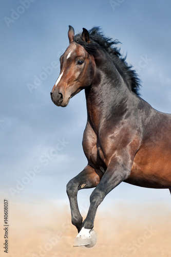 Bay stallion portrait in motion against beautiful sky © kwadrat70