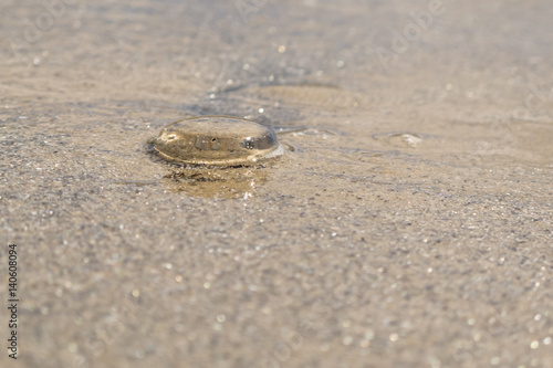 Jelly fish on sand with shallow water © hereswendy