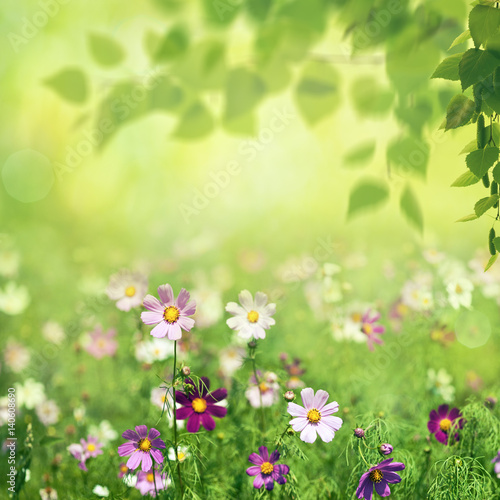 Beauty summer meadow with blooming flowers, seasonal abstract backgrounds © Dmytro Tolokonov