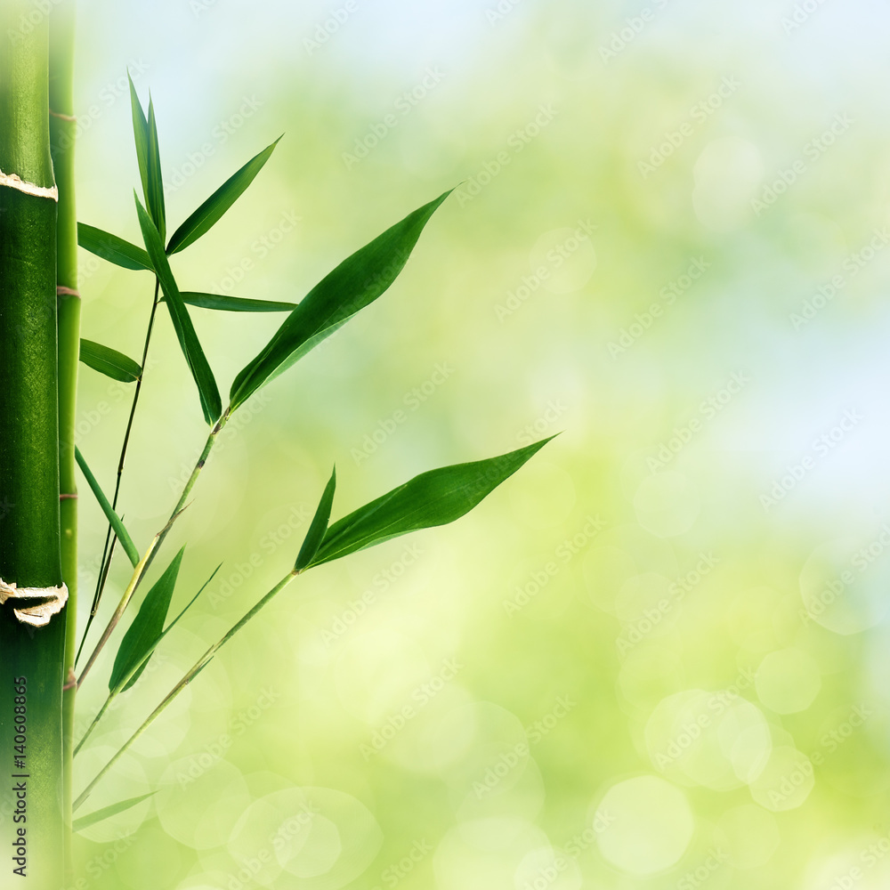 Fototapeta premium Oriental abstract backgrounds with bamboo grass and beauty summer bokeh