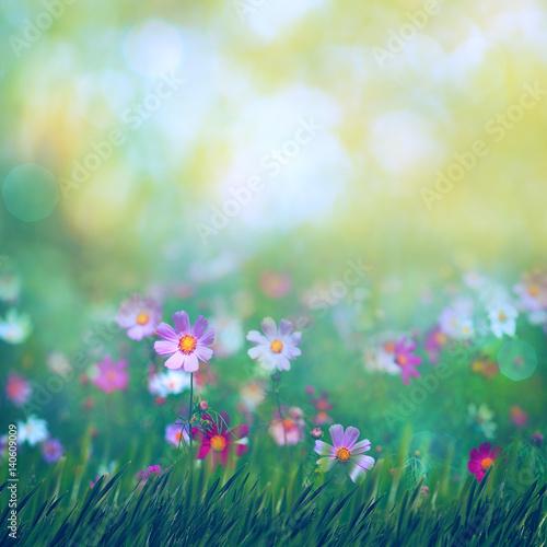 Beauty summer meadow with blooming flowers  seasonal abstract backgrounds