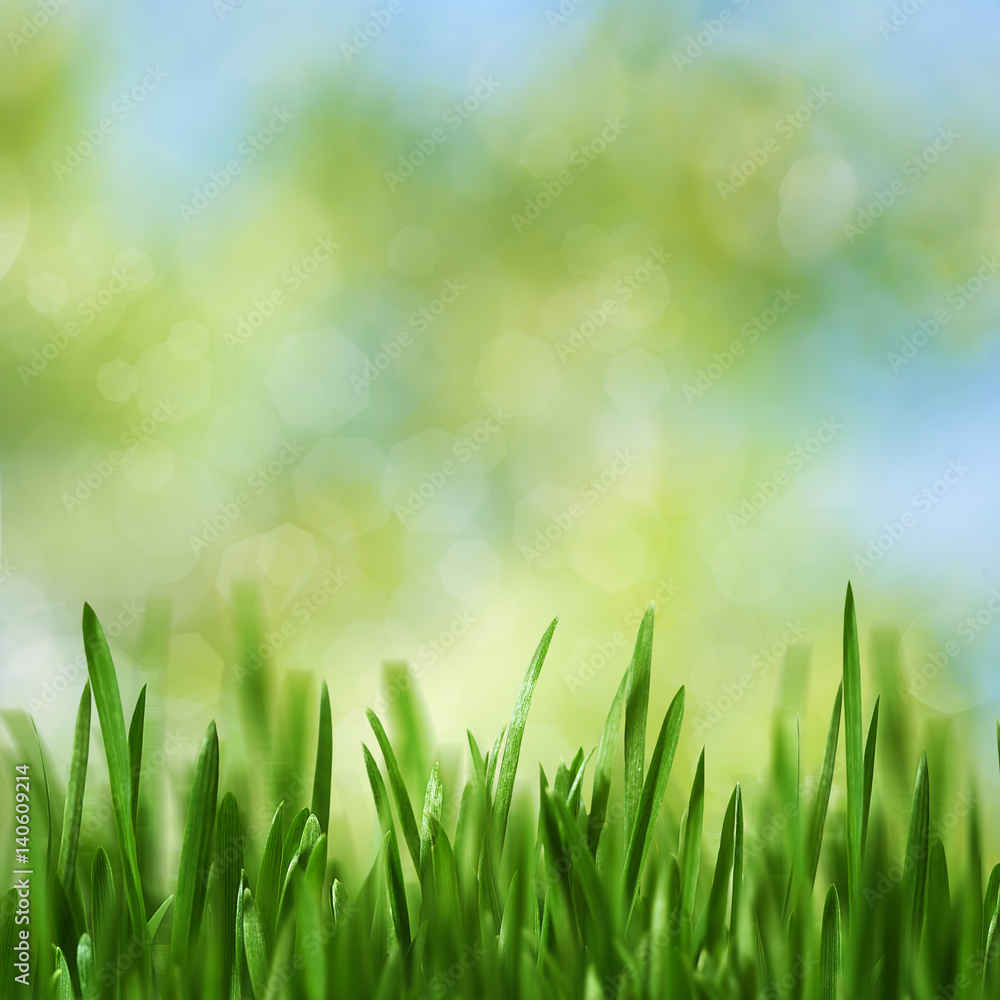 Fototapeta premium Beauty seasonal landscape with green growing grass and natural bokeh