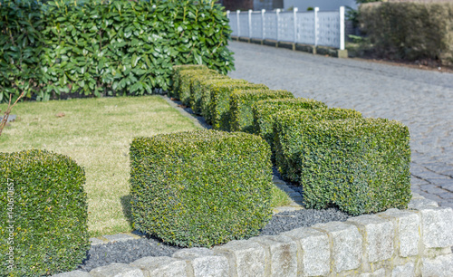 Cut hedge in the city