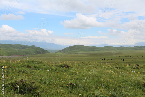 Amdo Tibetan Grasslands in Summer