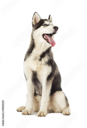 husky dog