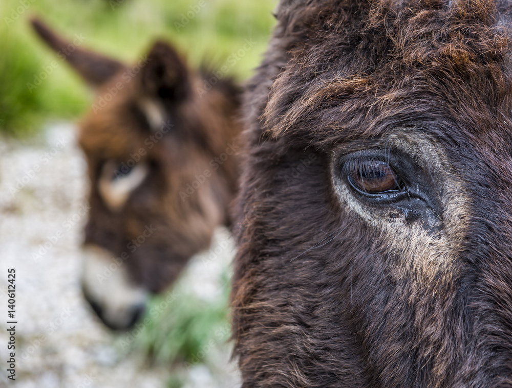 Fototapeta premium Esel