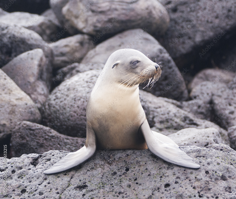 Fototapeta premium Sea lion