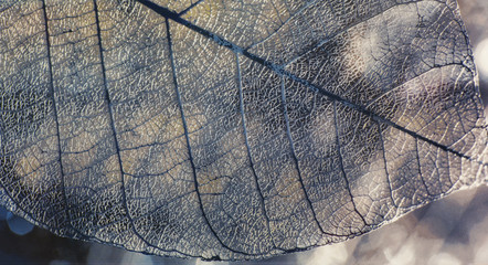 Handdoek met foto Texturen Gedroogde bladeren textuur achtergrond  © serikbaib