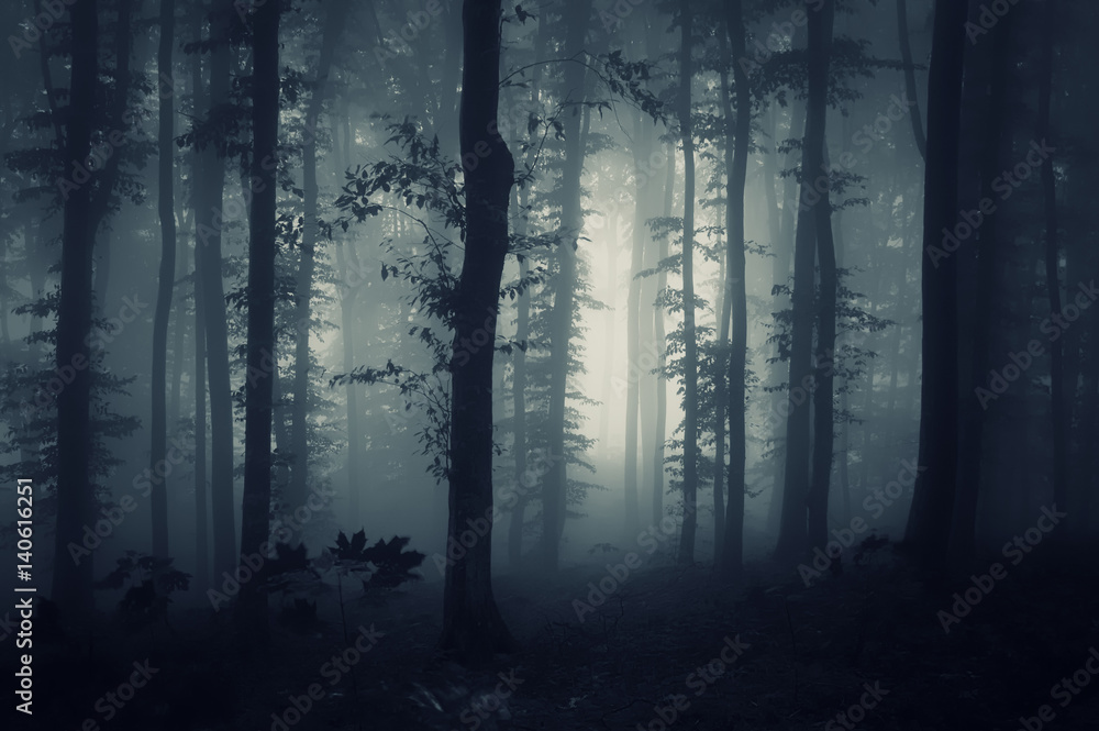 Fototapeta premium ciemny las fantazji w tle mgły
