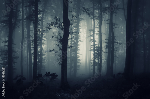 dark fantasy forest in fog background