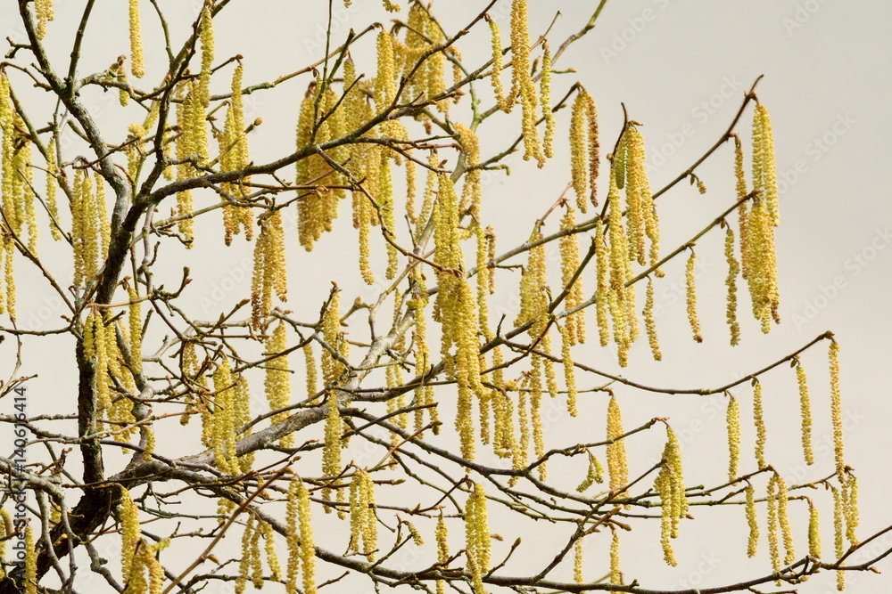 Common hazelnut yellow catcins in spring Common hazelnut yellow catcins in spring