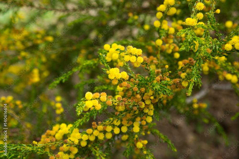 Fototapeta premium acacia truncata flowers