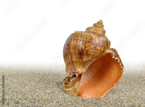 Sea shell on the sand on white background.