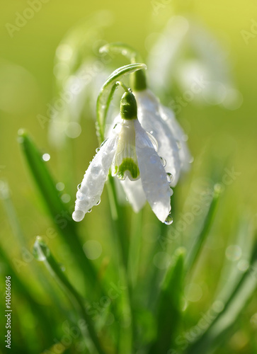 Dew drop on snowdrop flower close up. Spring season.