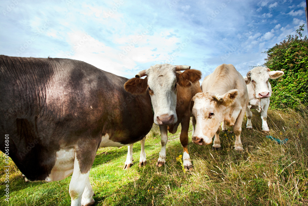 Close-up of cows in pasture against blue sky Close-up of cows in pasture against blue sky