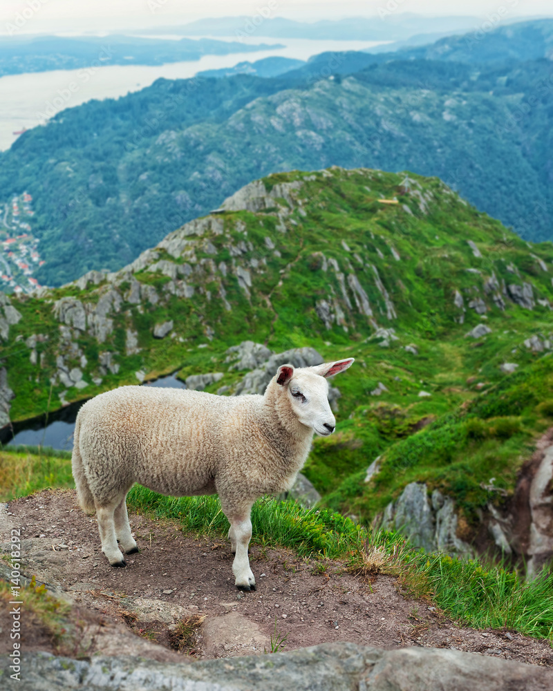 Fototapeta premium A sheep in the meadow. Norway