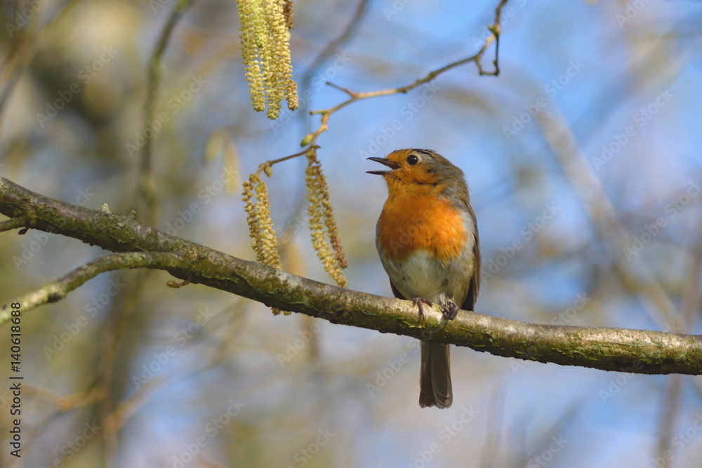 Robin singing on a branch of tree Robin singing on a branch of tree