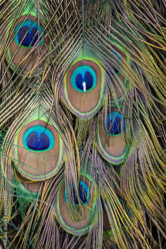 Fototapeta premium Details and colors of peacock feathers.