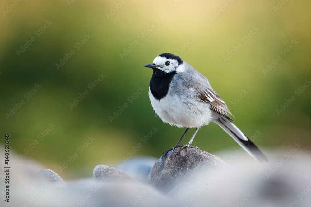Fototapeta premium Motacilla alba on green background