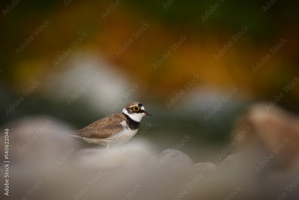Obraz premium Charadrius dubius 