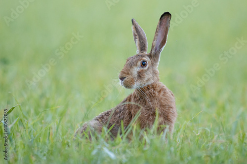 Rabbit in grass © Martin Hesko