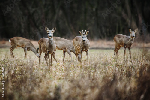 Fototapeta Naklejka Na Ścianę i Meble -  Roe deer in winter