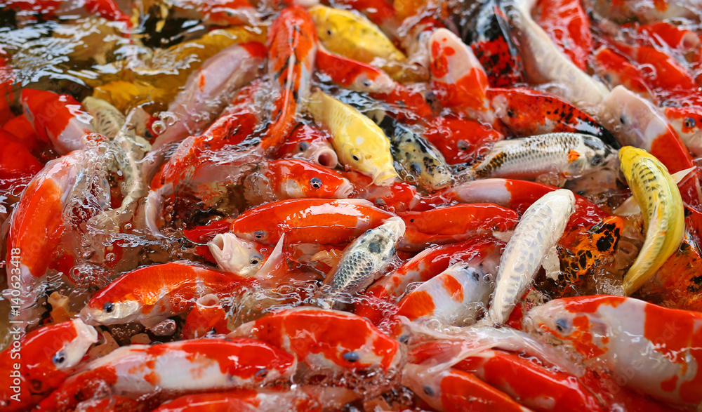 Koi carps crowding together competing for food