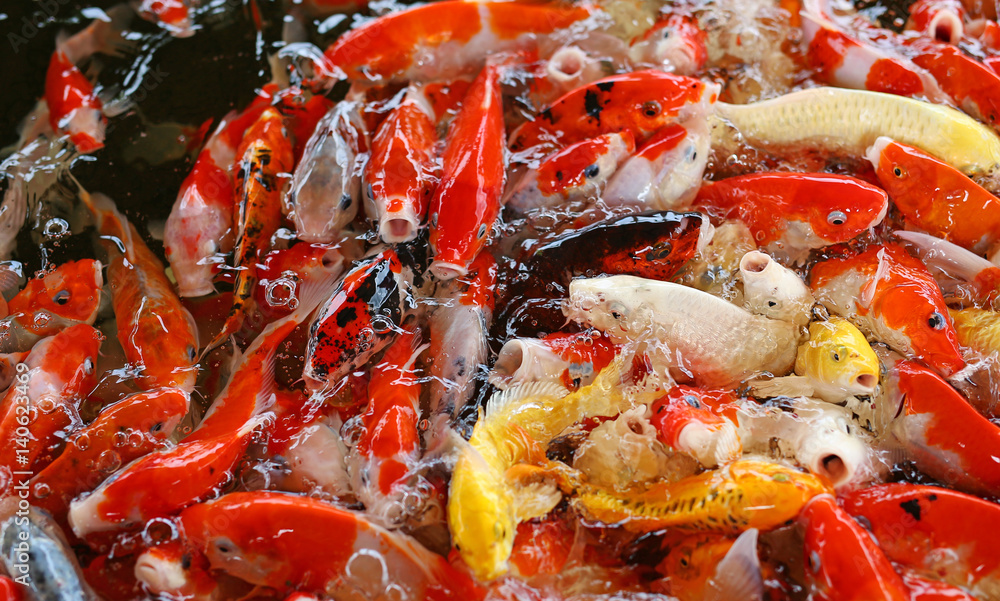 Koi carps crowding together competing for food Koi carps crowding together competing for food