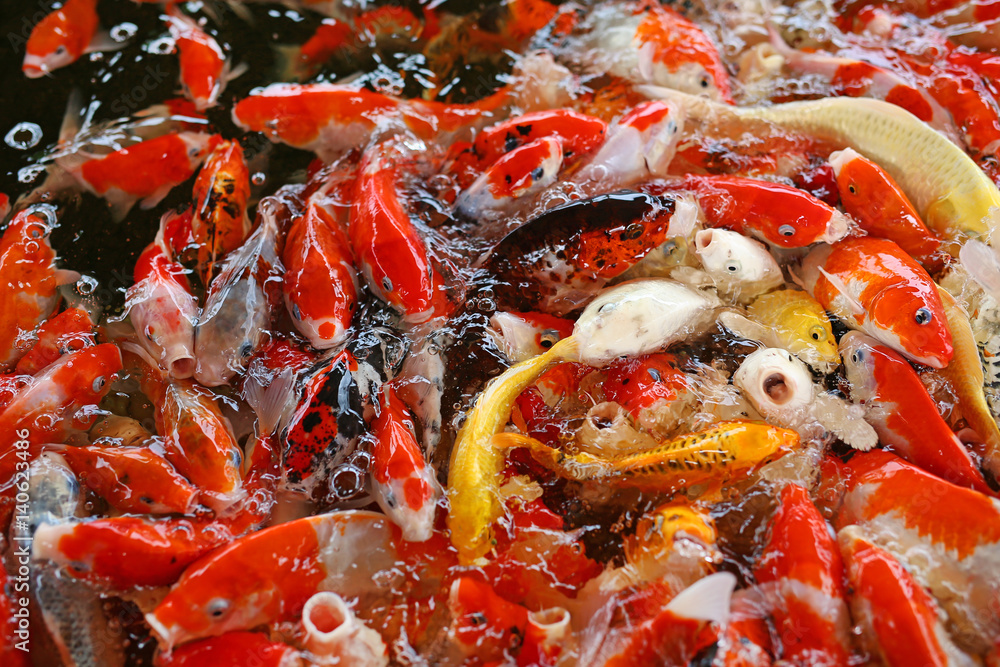 Koi carps crowding together competing for food