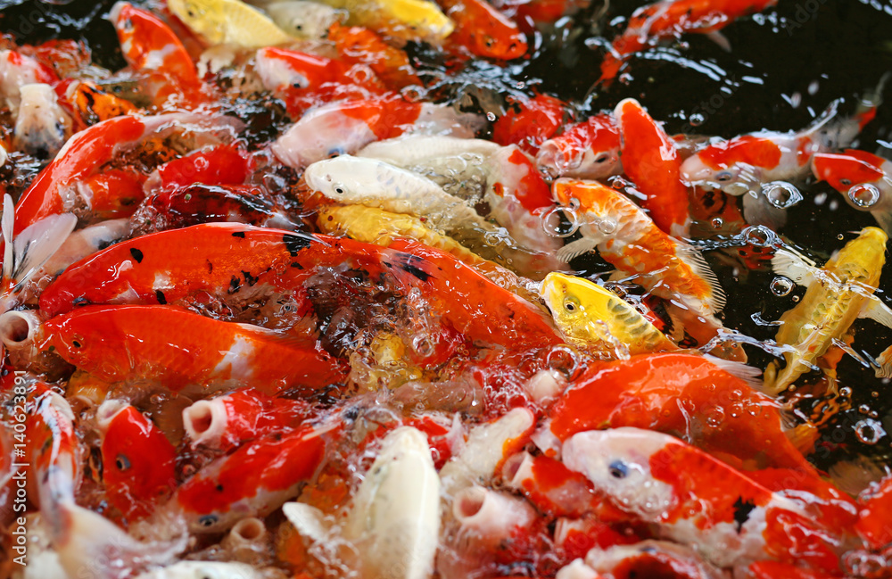 Japanese koi fish Japanese koi fish